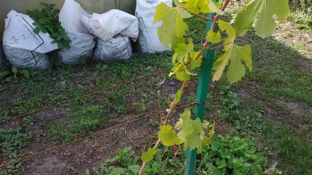 Виноград. 2й год как ускорить вызревание лозы
