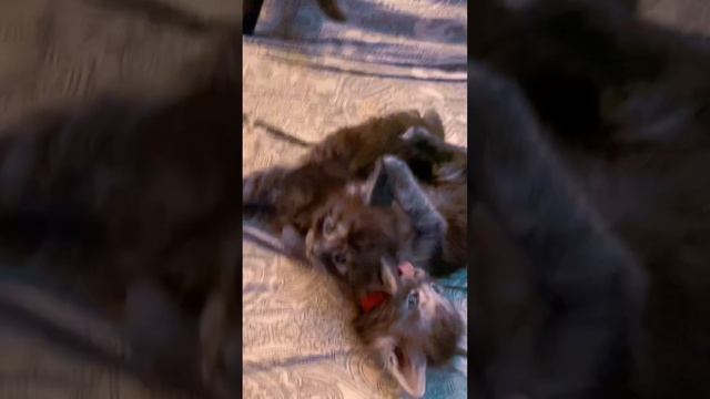 Котята мейнкун