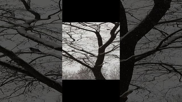(12.12.24) #ворона #птицы #зима #снег #декабрь2024 #зима2024