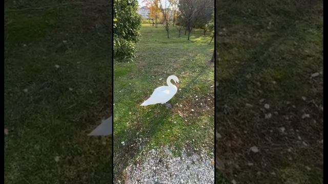 Сочи. Природный орнитологический парк в Имеретинской низменности.