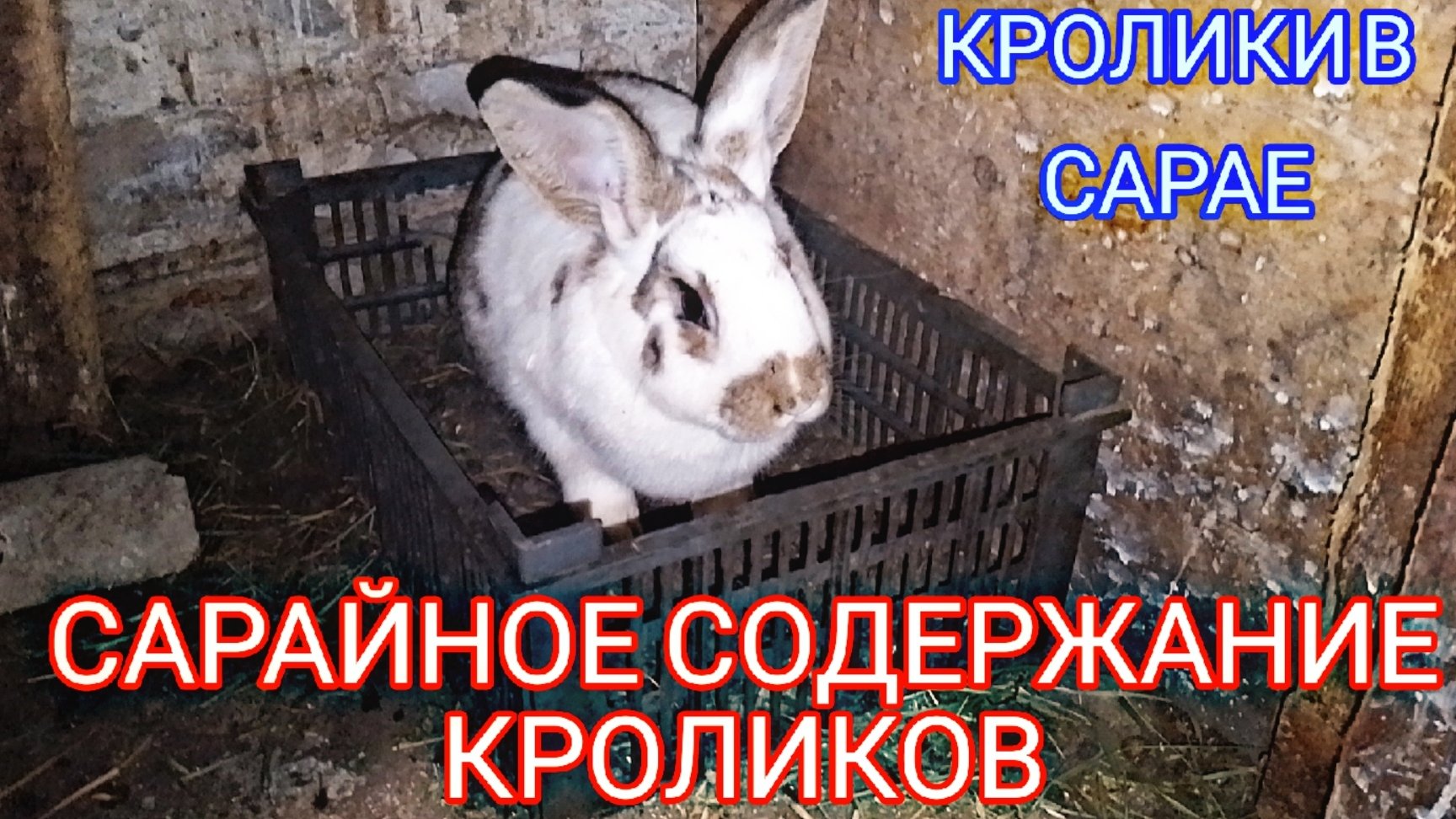 САРАЙНОЕ СОДЕРЖАНИЕ КРОЛИКОВ. КРОЛИКИ В САРАЕ.