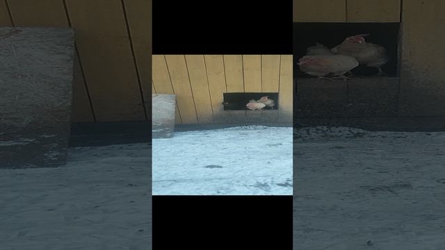 Это деревня 🏠 рыжий кот Фокс 🐱 хозяюшка Лапа, куры 🐔