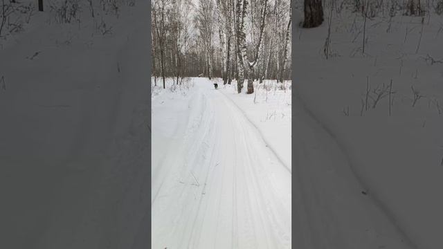 Канадский волк - гибрид. 14 декабря 2024
