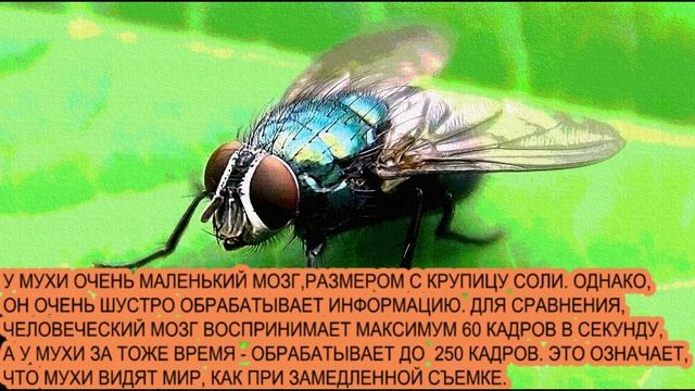 💎🌸 🦄 ИНТЕРЕСНЫЕ ФАКТЫ О ВОЛШЕБНОМ МИРЕ ПРИРОДЫ🌿СЕРИЯ  "НАСЕКОМЫЕ"🕊КАНАЛ ПОЛЕЗНЫЕ МУЛЬТИКИ🌼