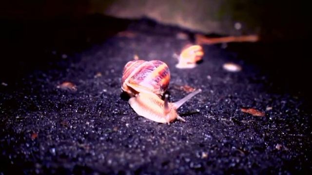 Улитки-Прогулка ночью/SNAIL- walk at night