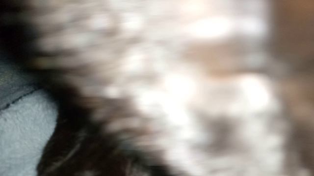 Мой кот🐈🐱