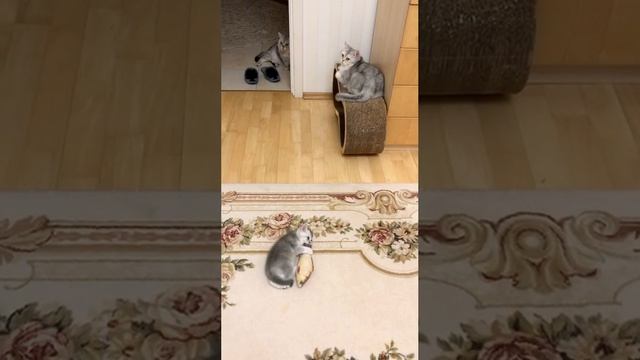 Котята кошки Кайли играют.