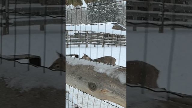 Поездка в Country Resort Hotel & SPA Country Resort Hotel & SPA|vikusik