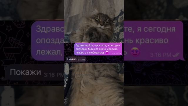 Слишком милый кот🥹