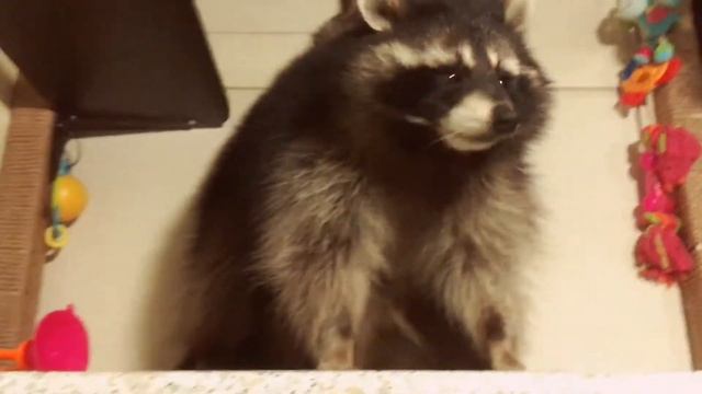 Из жизни семьи енотов ❤️ From the life of a raccoon family ❤️