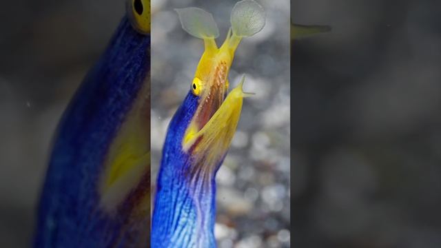 119805275_605102285090833_6382343166354775478_n.mp4