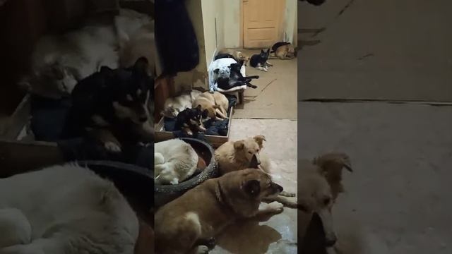 будни приюта