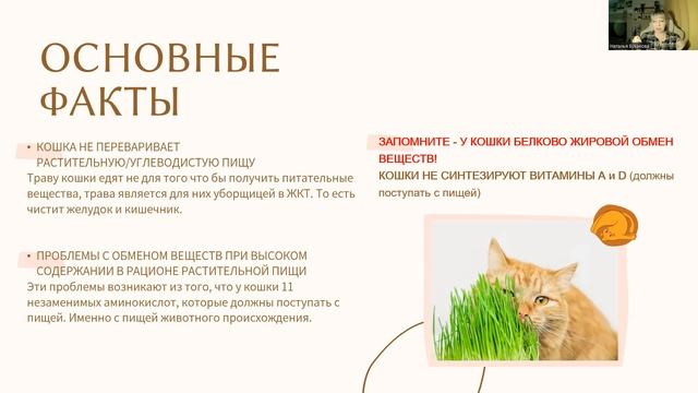 Общие принципы питания кошки. Смотрите видео и вы поймете многое о пищевых пристрастиях кошки.
