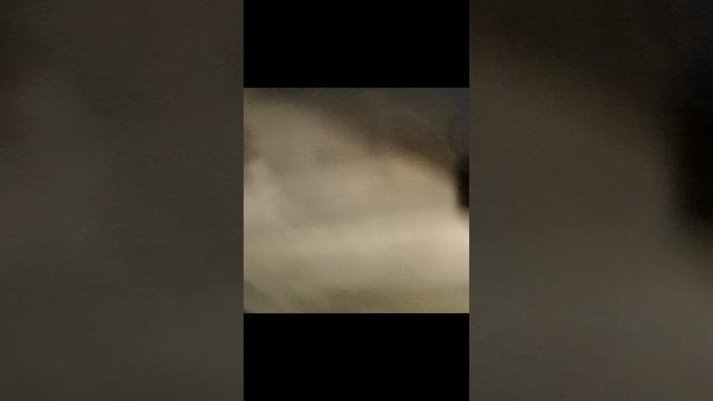 готовка к новому году + кошка 🐱