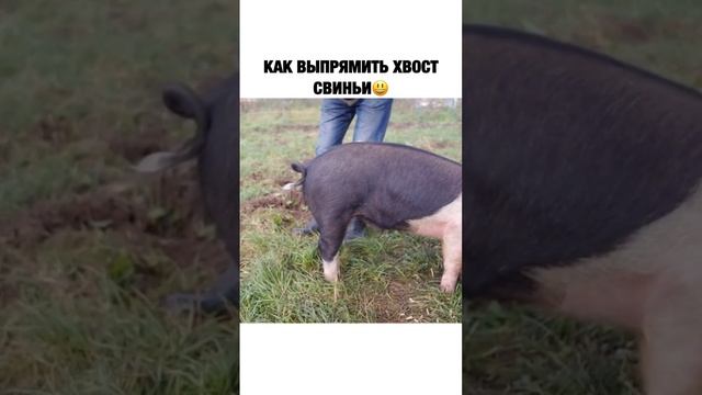 Как выпрямить хвостик Свиньи