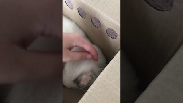 Котёнок Рэгдолл - лучший подарочек!!!