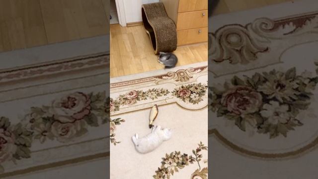Котята кошки Кайли играют.
