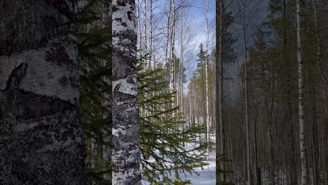 В апрельском лесу
