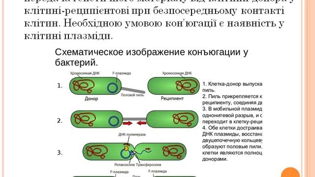 Урок 14.  Прокаріотичні організми бактерії.  Особливості їхньої організації та функціонування