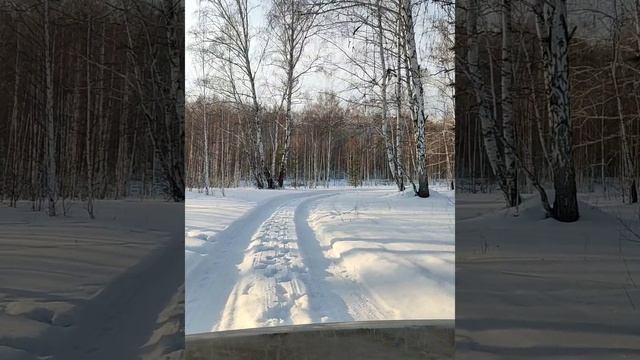 Нива зимой. Прогулка по лесу