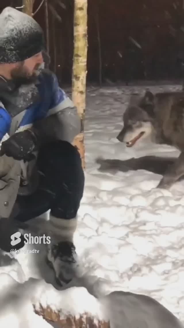 ВОЛК