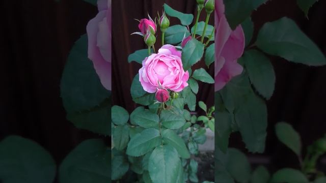 Роза Дитер Мюллер🌹