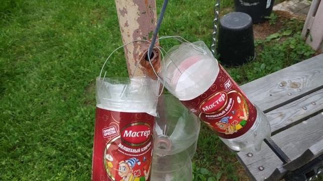 Виноград и осы...