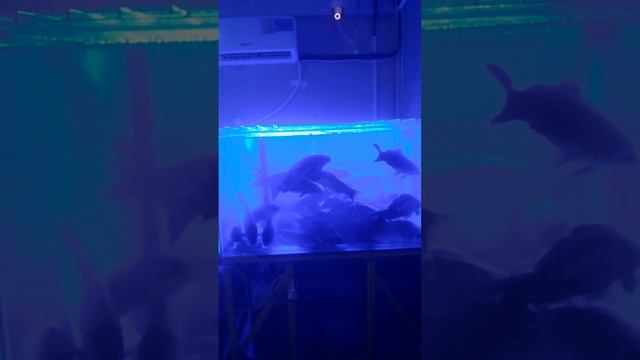 Карп перед сном )