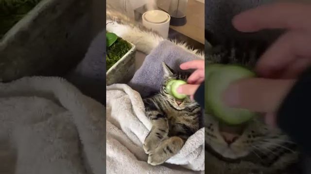 Кот