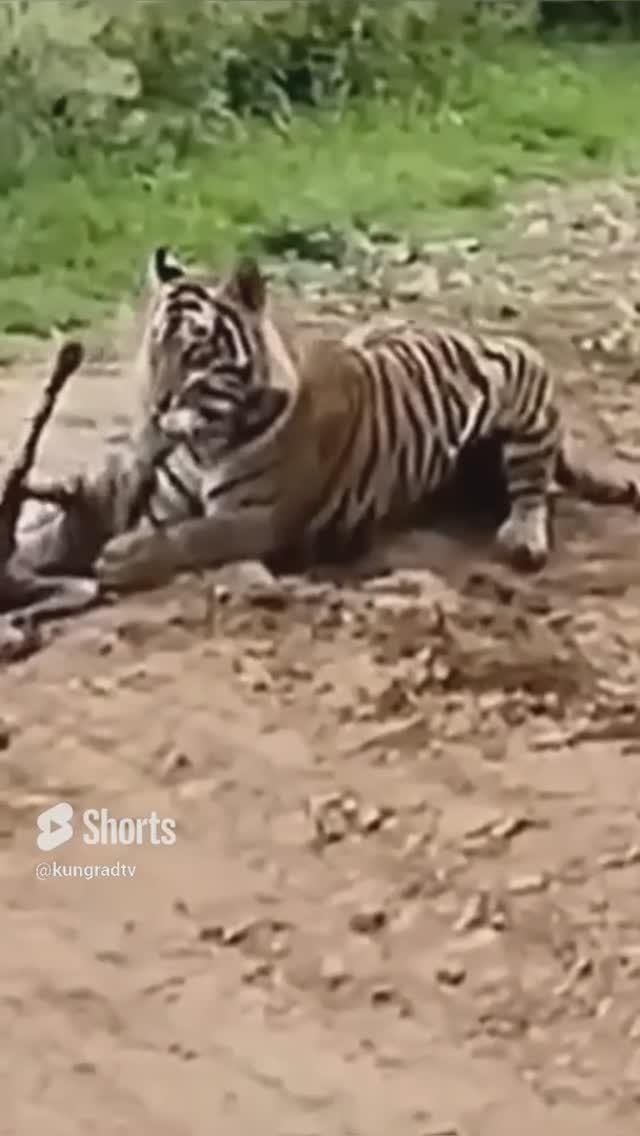 TIGER