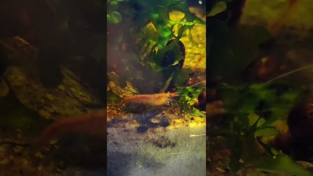 Семейство креветок вишня в палюдариуме