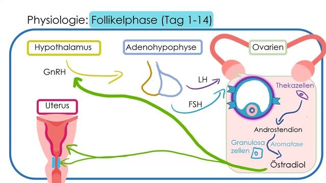 Menstruationszyklus - Ovulation - Hormonelle Regulation (GnRH, FSH, LH, Östradiol, Progesteron)