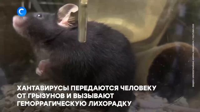 Больше 320 пробирок со смертельными вирусами пропали из лаборатории в Австралии.