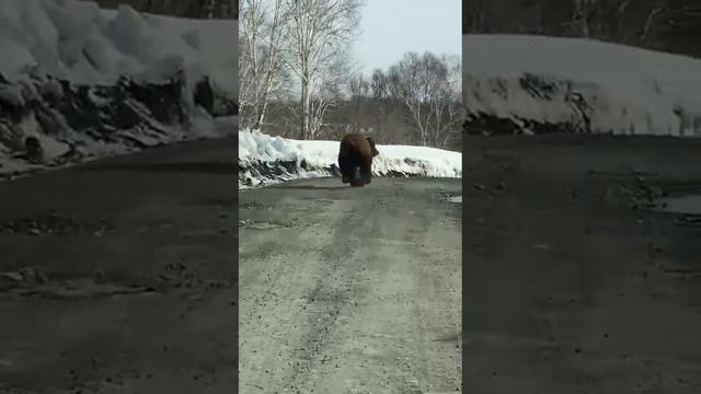 Медведь проснулся... Апрель 2023