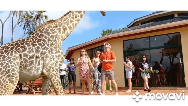 Kenya🇰🇪. Bora Bora Wildlife Park. Парк дикой природы.🦒🦓🐊🐗. Diani.