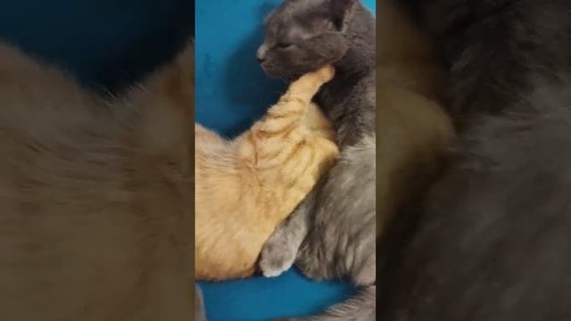 Коты заботились о брошенном котенке как о родном  Сейчас малыш уже в семье#котики #милота