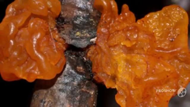 Mesenterica - fungi kingdom