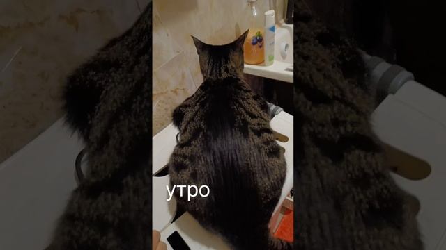 УТРО С КОШКОЙ