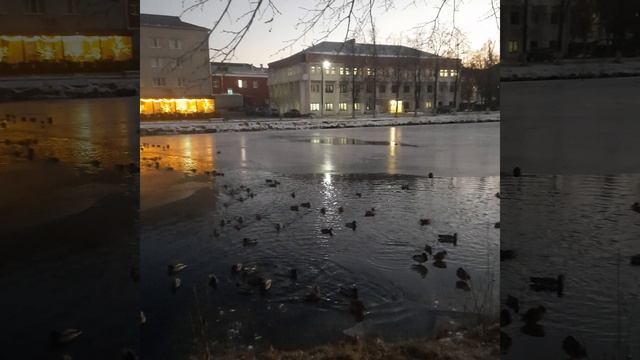 Мороз вытесняет уточек с пруда...