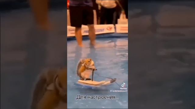 Смешное видео