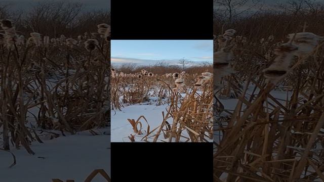 Камыши над речкой #вдолинерекибрусянка #брусянка #гилева