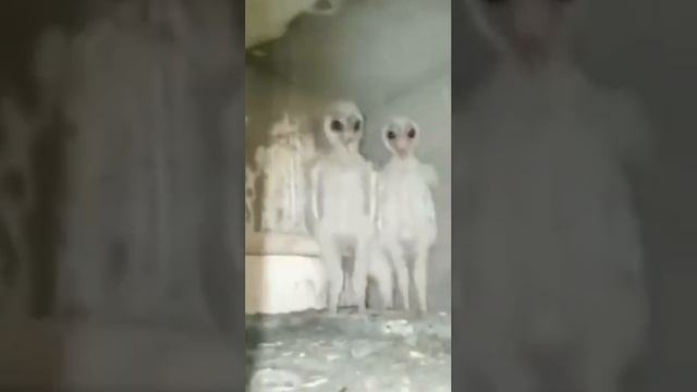 Эти совы выглядят так, словно инопланетяне проникли в дом
