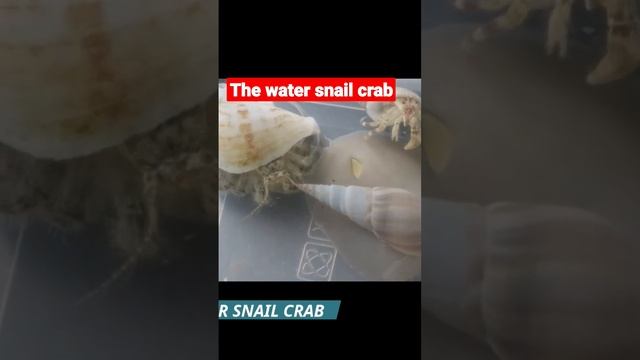 the water snail crab #snail