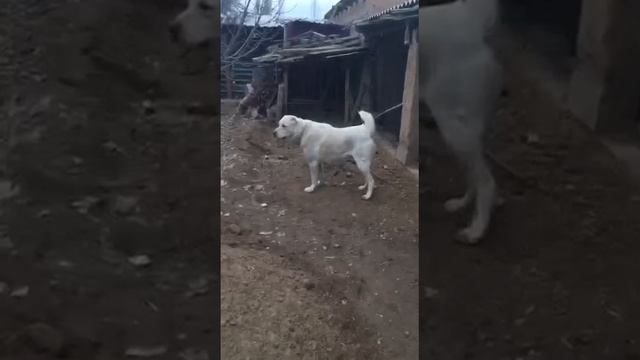 АЛАБАЙ