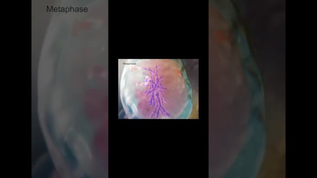 Mitosis !!