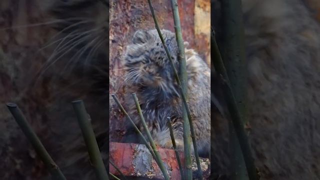 Весна заставила манула Свэна проснуться и выйти из домика