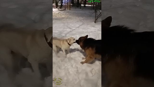 Luna  &  Dekster