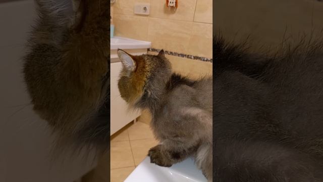Москвичи, верните коту шерсть!