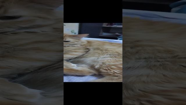 1000004068.mp4