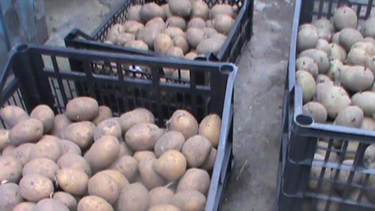 Картофель  на проращивание сравнение и небольшой обзор.Секрет большого урожая картофеля.